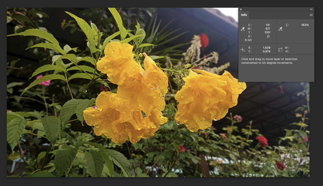Close-up of bright yellow flowers covered in water droplets, with green leaves and blurred background foliage. The vibrant colors demonstrate how rich RGB hues can appear on screen before conversion to CMYK for print, where saturation and detail may shift.